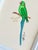 This hand-painted parrot artwork highlights clean color and fine detailing. Painted by our master artists using the finest...
