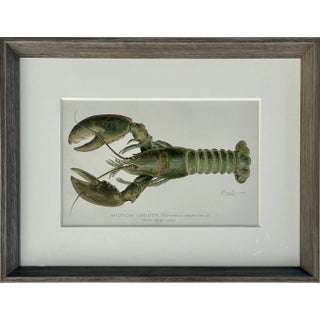 Lobster Original Chromolithograph by Denton, 1908, Framed For Sale