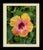 Beautiful shot of Hawaiian Hibiscus flower at full bloom offered In Walnut and Black Frame Limited Edition & Signed By...