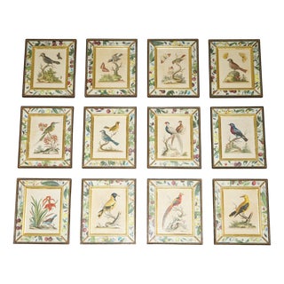 George Edwards, Ornithological Illustrations, 1740s, Hand Coloured Engravings, Set of 12 For Sale