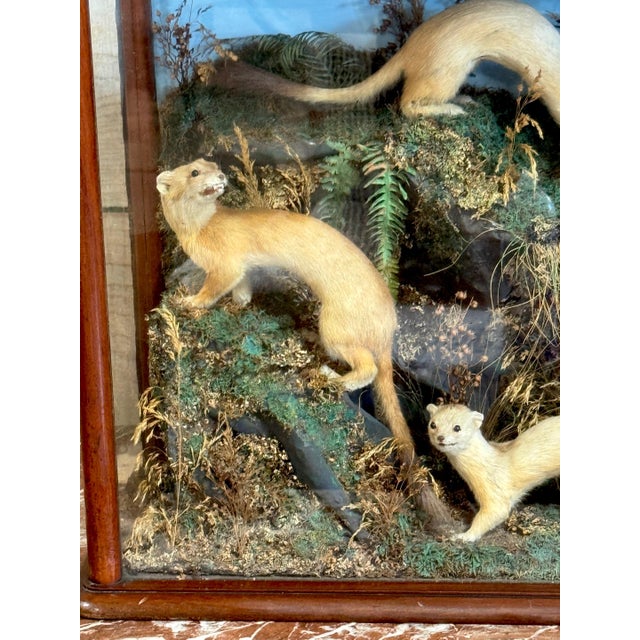 Victorian Taxidermy Diorama of Five Weasels in Diorama Case, circa 1880 For Sale - Image 13 of 18