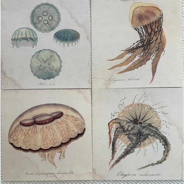 1970s Natural Curiosities Collector's Album of 14 Artistic Prints For Sale - Image 14 of 17