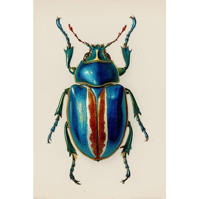 This museum-quality fine art print reproduces a beautifully detailed antique natural history illustration of a jewel-toned...