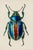 This museum-quality fine art print reproduces a beautifully detailed antique natural history illustration of a jewel-toned...