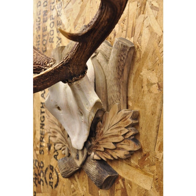 Antique Black Forest Victorian Wall Mounted Taxidermy Large Deer Skull & Antlers For Sale - Image 12 of 15