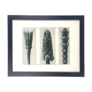 Framed Antique Botanical Blossfeldt Print - No. 78 For Sale