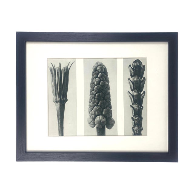 Framed Antique Botanical Blossfeldt Print - No. 78 For Sale