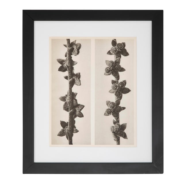 Set of 8 Botanical Photogravures by Karl Blossfeldt, Berlin, 1932 For Sale - Image 4 of 8