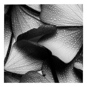 Ugne Pouwell, Petal Wings, 2024, Photography