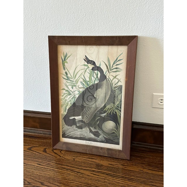Canada Goose by John James Audubon – Framed Print From 1944 Macmillan Edition of the Birds of America For Sale In Chicago - Image 6 of 9