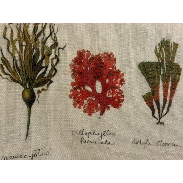 Algae are found in both marine and freshwater bodies of water producing oxygen used by other aquatic life. Kelp is the...