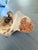 Wood Stunning Natural Aspen Wood Bowl For Sale - Image 7 of 12
