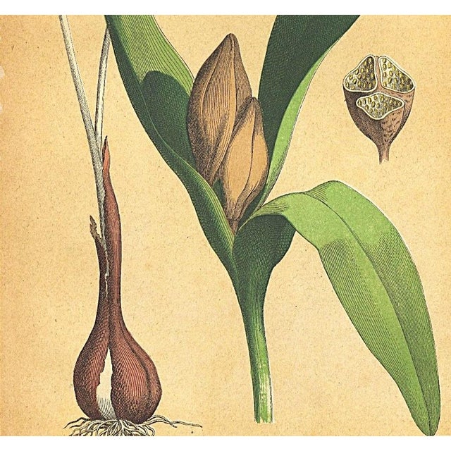 French 1860's French Antique Botanical Chromolithograph-Autumn CROCUS-Documentation, Matted For Sale - Image 3 of 5