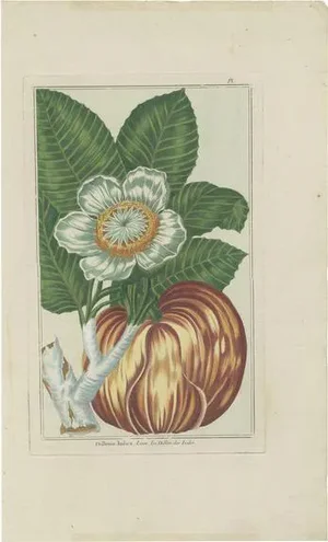 Buchoz, Botany Illustration of Dillenia Indica, 1785, Print