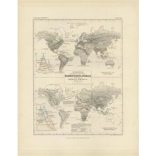 Antique Map of the Division and Distribution of Mammals by Johnston, 1850 For Sale
