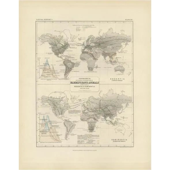 Antique Map of the Division and Distribution of Mammals by Johnston, 1850 For Sale
