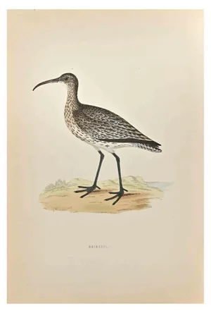 Alexander Francis Lydon, Whimbrel, Woodcut Print, 1870