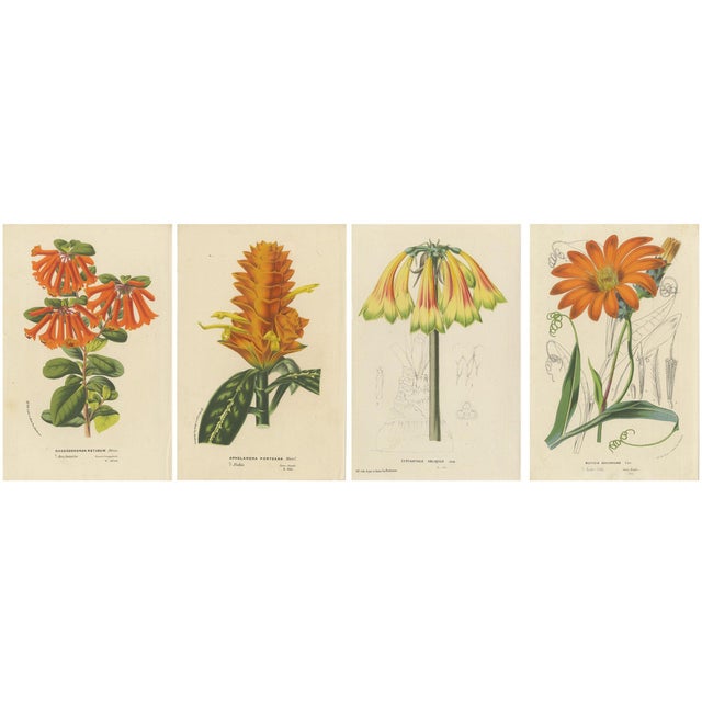 Vibrant Botanical Portraits, 1800s, Set of 4 For Sale