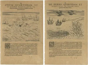 De Bry, Maritime Life and Flora, 1601, Paper