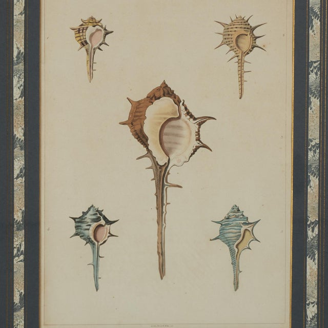 Shell Set of Eight Antique Hand Colored Seashell Prints For Sale - Image 7 of 18
