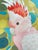 Modern “Cockatoo Hour” Major Mitchell Cockatoo Painting Art by Allison Cosmos For Sale - Image 3 of 3