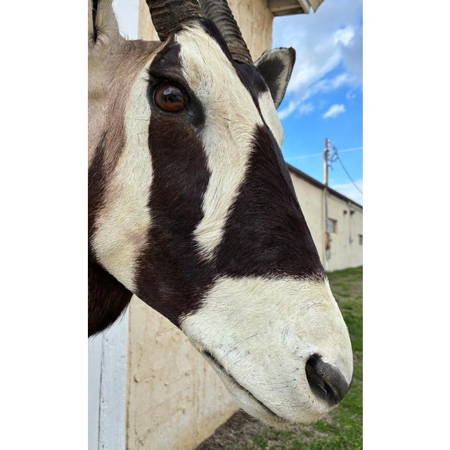 Huge African Gemsbok Oryx Antelope Shoulder Mount Taxidermy South Africa For Sale - Image 14 of 17