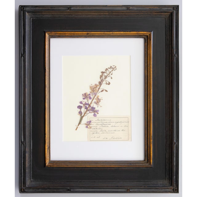 1950s Custom Framed Vintage Finnish Herbarium Botanical Specimens - Set of Four For Sale - Image 5 of 18