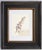 1950s Custom Framed Vintage Finnish Herbarium Botanical Specimens - Set of Four For Sale - Image 5 of 18