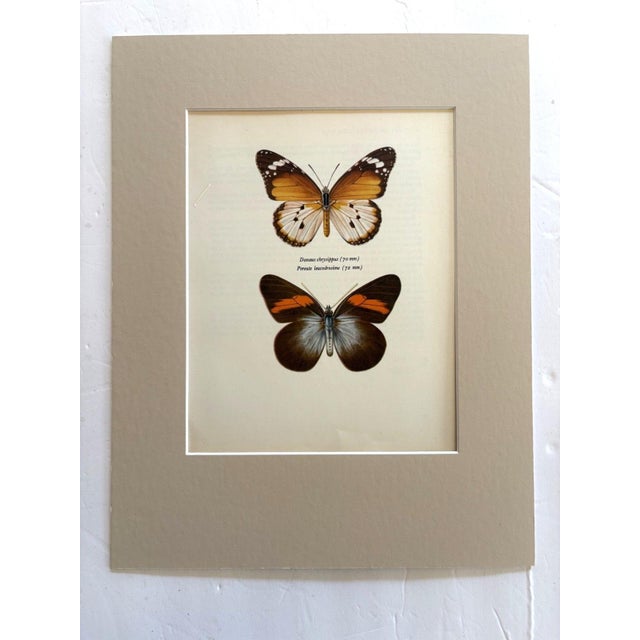 Realism Vintage 1965 Butterfly Print in 11x14 Mat: Golden Danaid & Kollar, EUC For Sale - Image 3 of 3