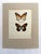Realism Vintage 1965 Butterfly Print in 11x14 Mat: Golden Danaid & Kollar, EUC For Sale - Image 3 of 3