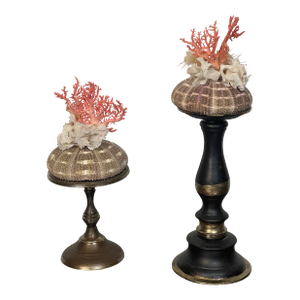 1970s Pair Ted Mediterranean Coral Branches on Urchins Assemblage