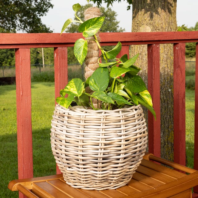 2020s Artifacts Rattan Round Belly Planter with Black Plastic Insert, Natural, 13" For Sale - Image 5 of 9
