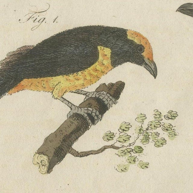 Paper Bertuch, Tanagers and Java Sparrow Songbirds, 1805, Print For Sale - Image 7 of 12