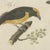 Paper Bertuch, Tanagers and Java Sparrow Songbirds, 1805, Print For Sale - Image 7 of 12