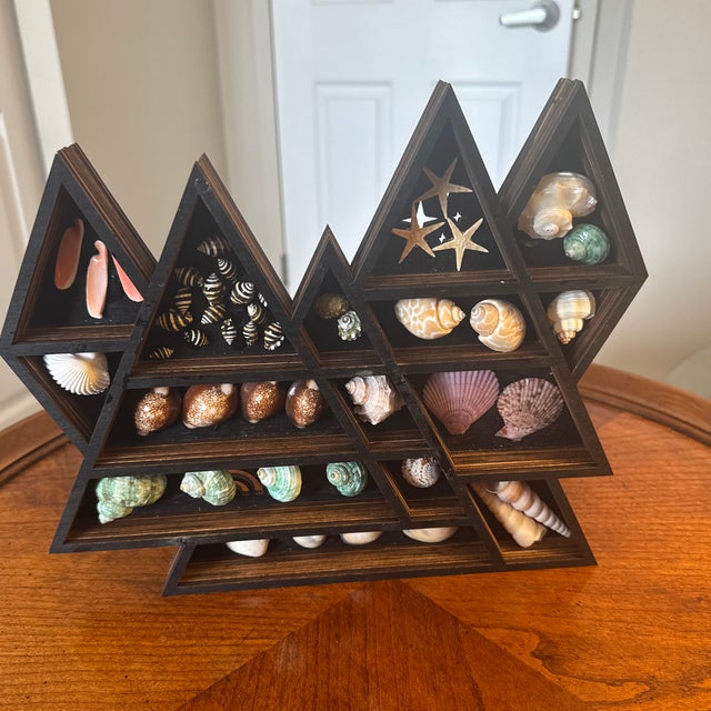 2020s Seashell Display in Geometric Wall Curio For Sale - Image 5 of 12
