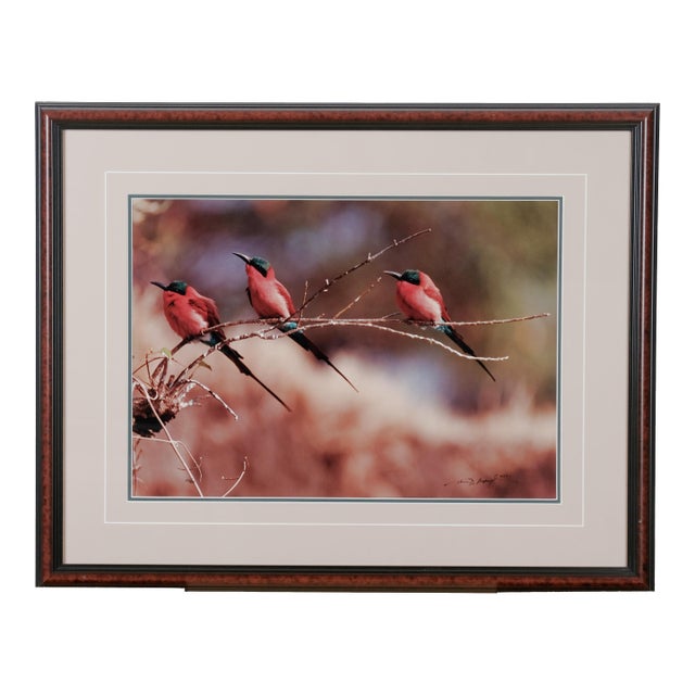 1991 Thomas Mangelsen "The Perch - Carmine Bee-Eaters" Hand Signed Collectors Limited Edition 515/950 Museum Mounted Framed Color Photograph For Sale