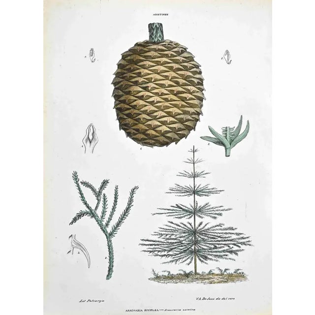 Lithograph hand watercolored. Plate from "Atlante di Botanica popolare ossia Illustrazione di Piante Notevoli di ogni...