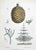 Lithograph hand watercolored. Plate from "Atlante di Botanica popolare ossia Illustrazione di Piante Notevoli di ogni...