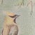 Cedar Waxing Birds Giclee Print Tamlyn Akins Soft Pastel Colors Mat Framed 13x17 For Sale In Austin - Image 6 of 16