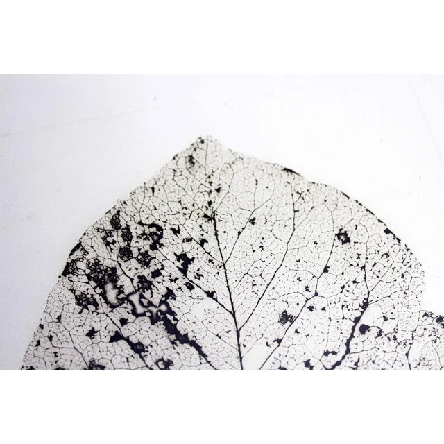 Contemporary H Zimmermann, Tree Leaf, 2000, Engraving, Framed For Sale - Image 3 of 13