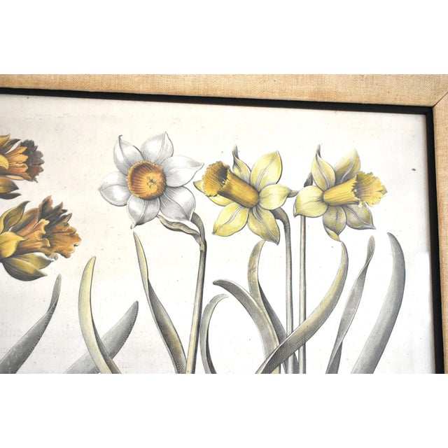 Basilius Besler Botanical Engravings - a Pair For Sale In San Francisco - Image 6 of 13