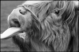 Paul Cooklin, Highland Cattle, Silver Gelatin Photograph