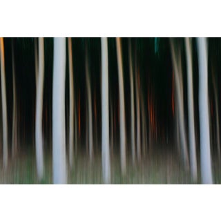 Mint Images, A Plantation of Poplar Trees, Photographic Paper For Sale