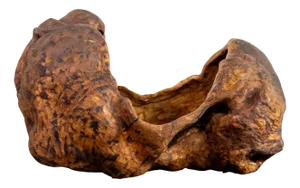 Scandinavian Artist, Organic Sculpture, Hälsingland, 19th Century, Burl Wood