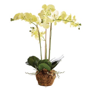 Phalaenopsis Orchid Drop-In 30" For Sale