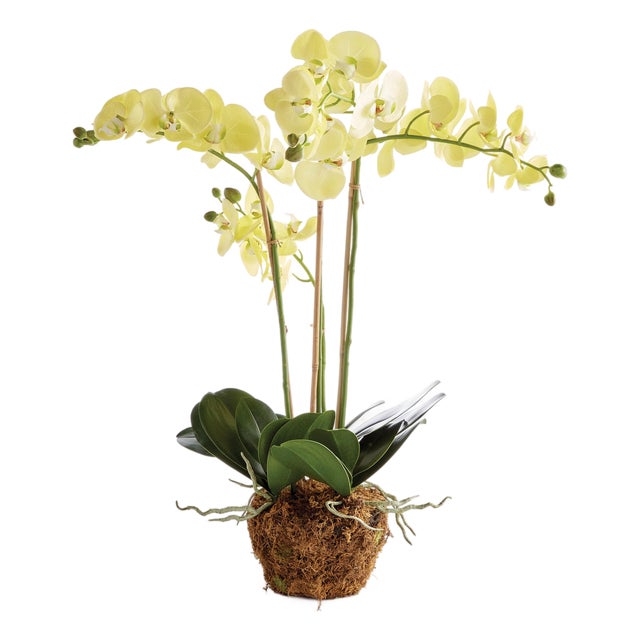 Phalaenopsis Orchid Drop-In 30" For Sale