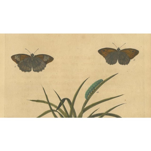 E. Albin, Butterflies on Grasses with Caterpillar, Hand-Colored Engraving, 1720 For Sale - Image 4 of 10