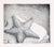 Contemporary Starfish Etching in Ink on Paper (#8/16) by J Brown For Sale - Image 3 of 8