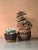 Hand-Thrown Ceramic Art Planter with Organic Line Rim Decoration by Helma Klett, Germany, 1970s For Sale - Image 13 of 15