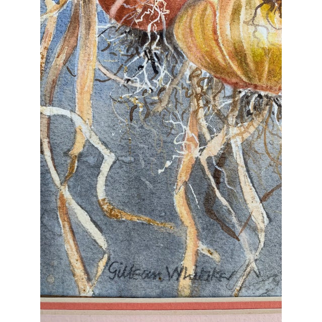 Realistic Still Life Watercolor Painting of Onions by Gillean Whitaker, Framed For Sale - Image 4 of 7